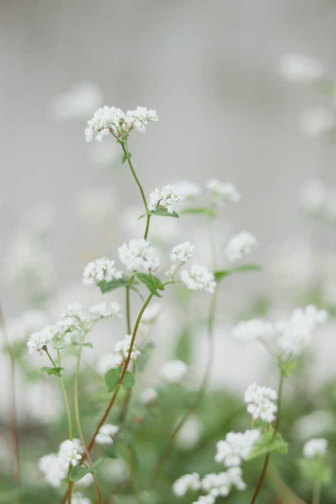 self-care (flowers)